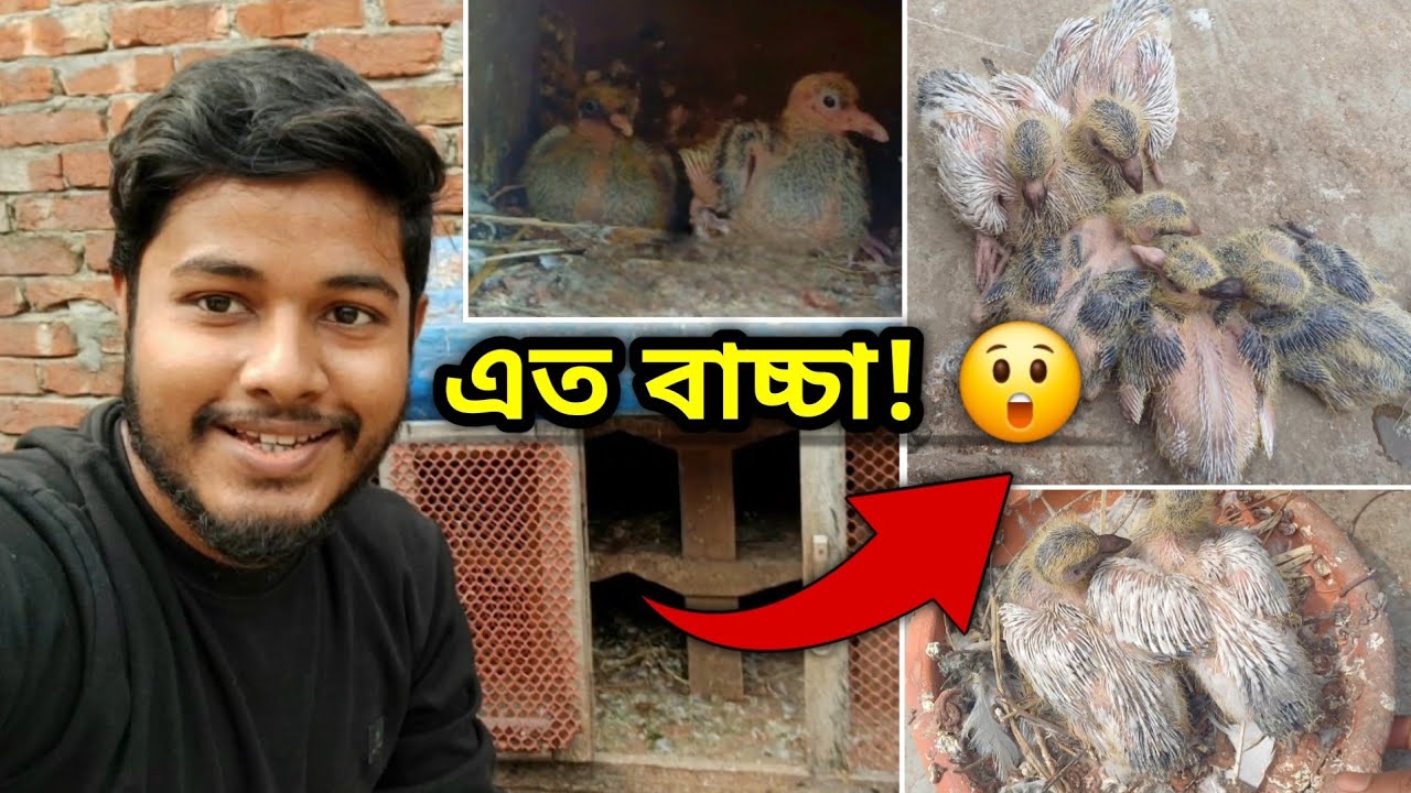 এত কবুতরের বাচ্চা একসাথে! 🕊️ | আমাদের দেসি কবুতরের লফট আপডেট
