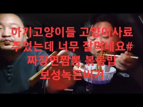 복부인 아기고양이들 <strong>고양이사료</strong> 주었는데 너무 잘먹네요# 짜장면 짬뽕 볶음밥 보성녹돈버거 먹방 mukbang