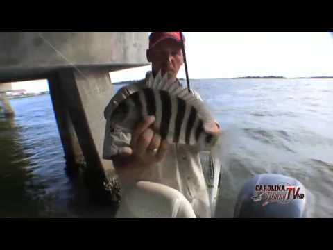 Carolina Fishing TV: Swansboro Sheepshead Part II