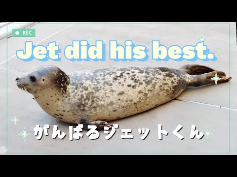 アザラシ博士 回転アザラシ】A seal , Jet , do his best.【それより魚くれ