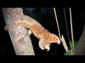 Rare Jungle Animals in Costa Rica: Silky Anteater!