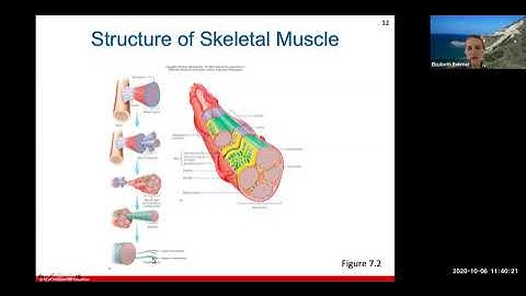 Ch. 7 (Muscular System)