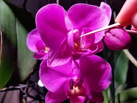 ორქიდეომანია # ორქიდეას დამტვერვა, ორქიდეას თესლის გამოყვანა