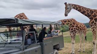 Port Lympne Safari