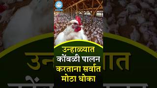 उन्हाळ्यात कोंबळी पालन करताना सर्वात मोठा धोका| #farming #education #agritech #kisan #shorts #facts