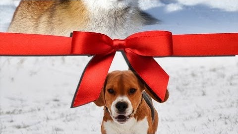 Photodex Proshow Producer 5 Christmas Transitions