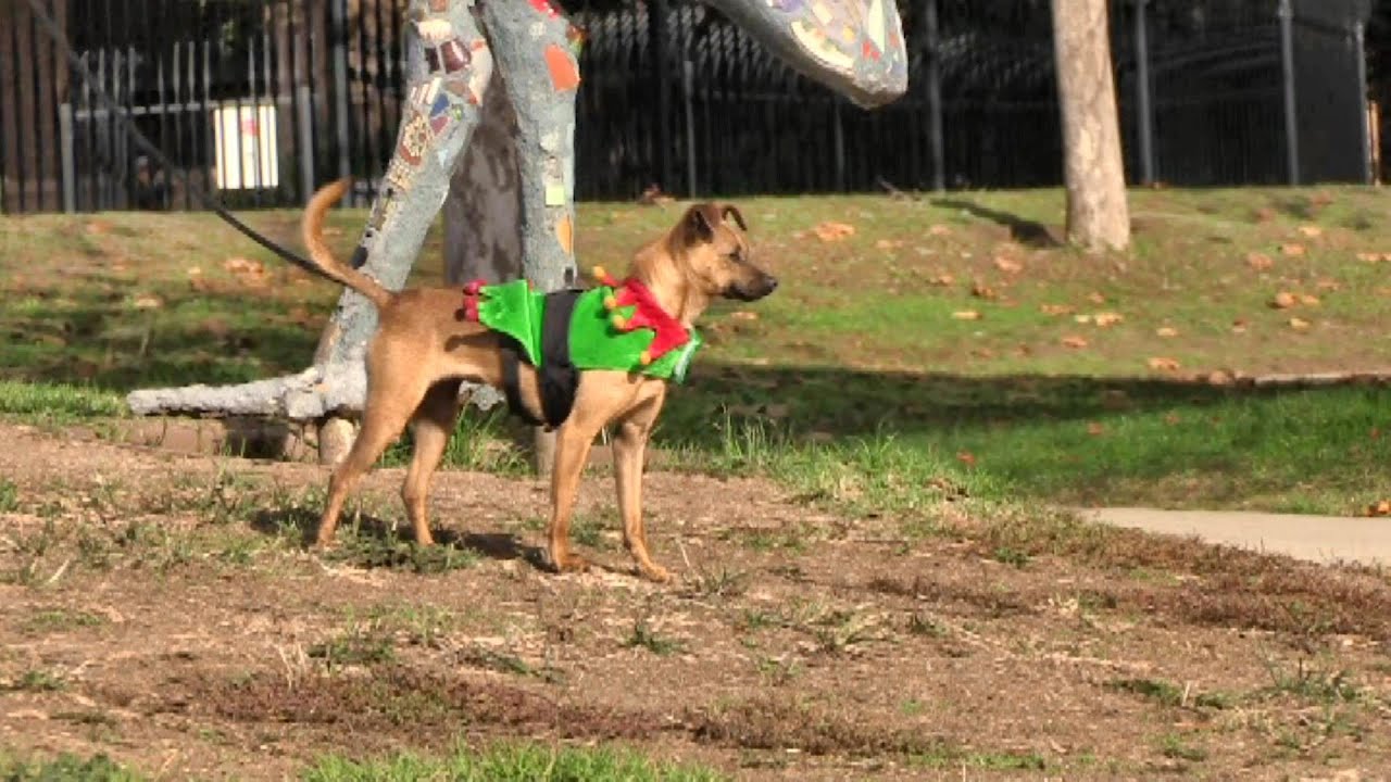 santas RUBY PARK ELF - ADOPTED