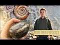 Golden Fossils! Gorgeous Ammonite