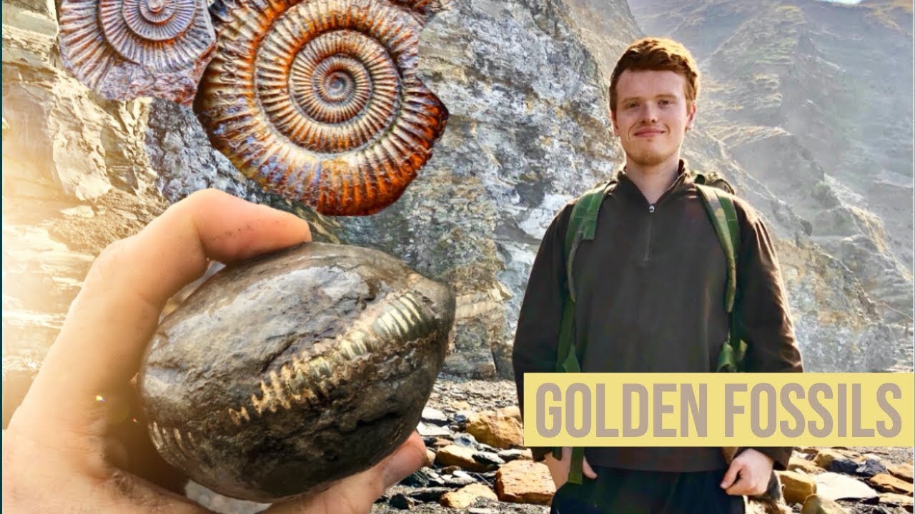 Golden Fossils Gorgeous Ammonite Youtube