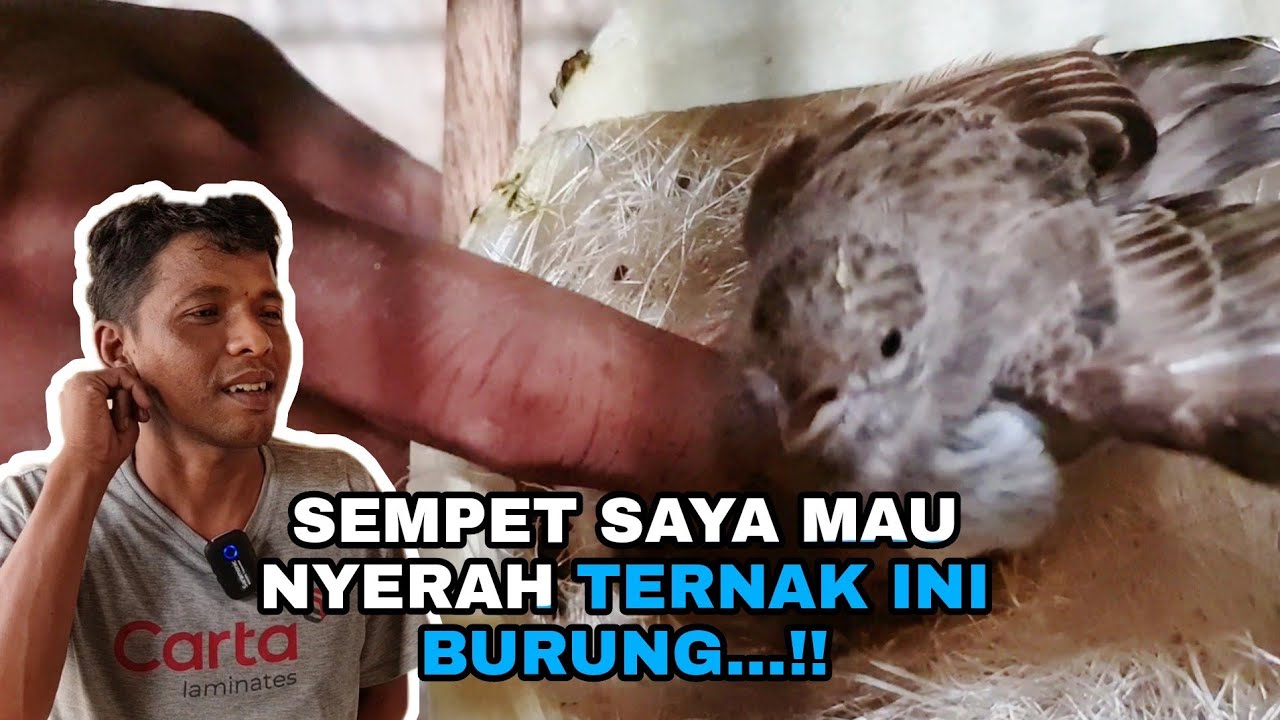 KAYA INDOMARET...😄‼️ SERBA AdA. DENGAN KANDANG SEADANYA .TAPI JANGAN TANYA HASILNYA...