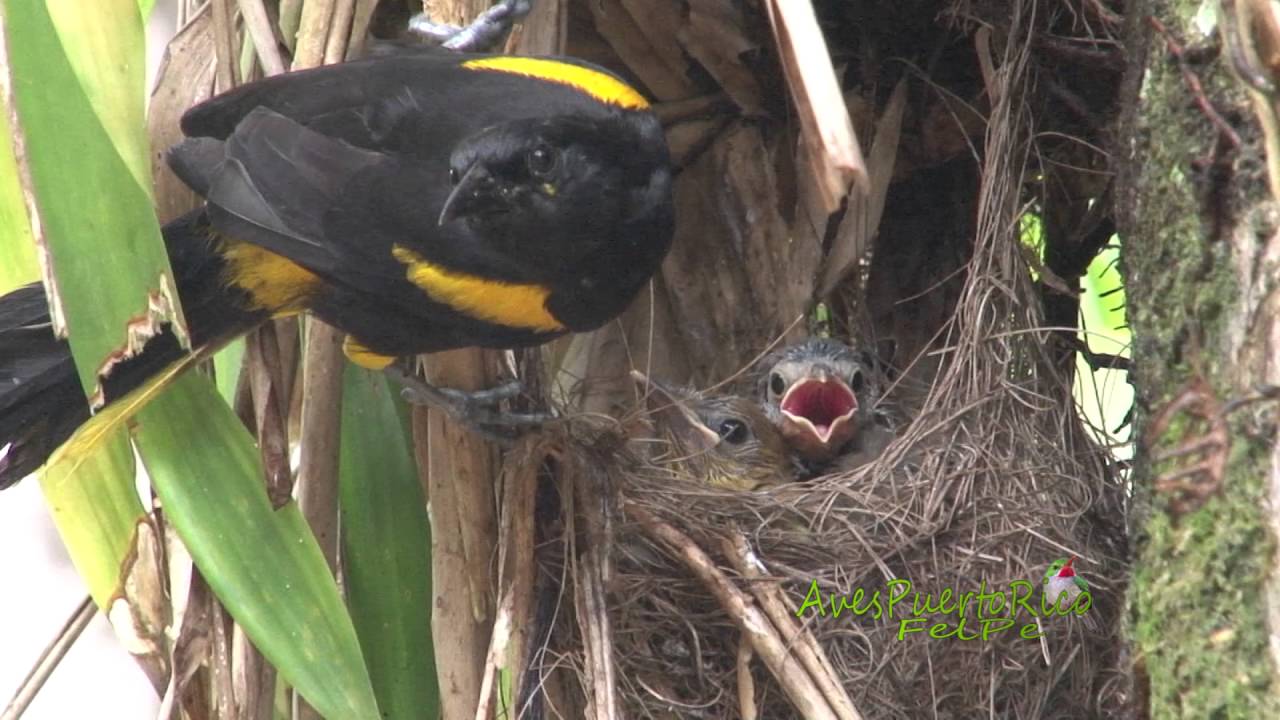 CALANDRA alimenta crías en el nido (Puerto Rican Oriole, Icterus