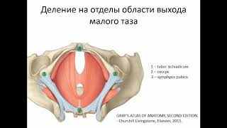 Общая Анатомия Тазового Дна Ч.1