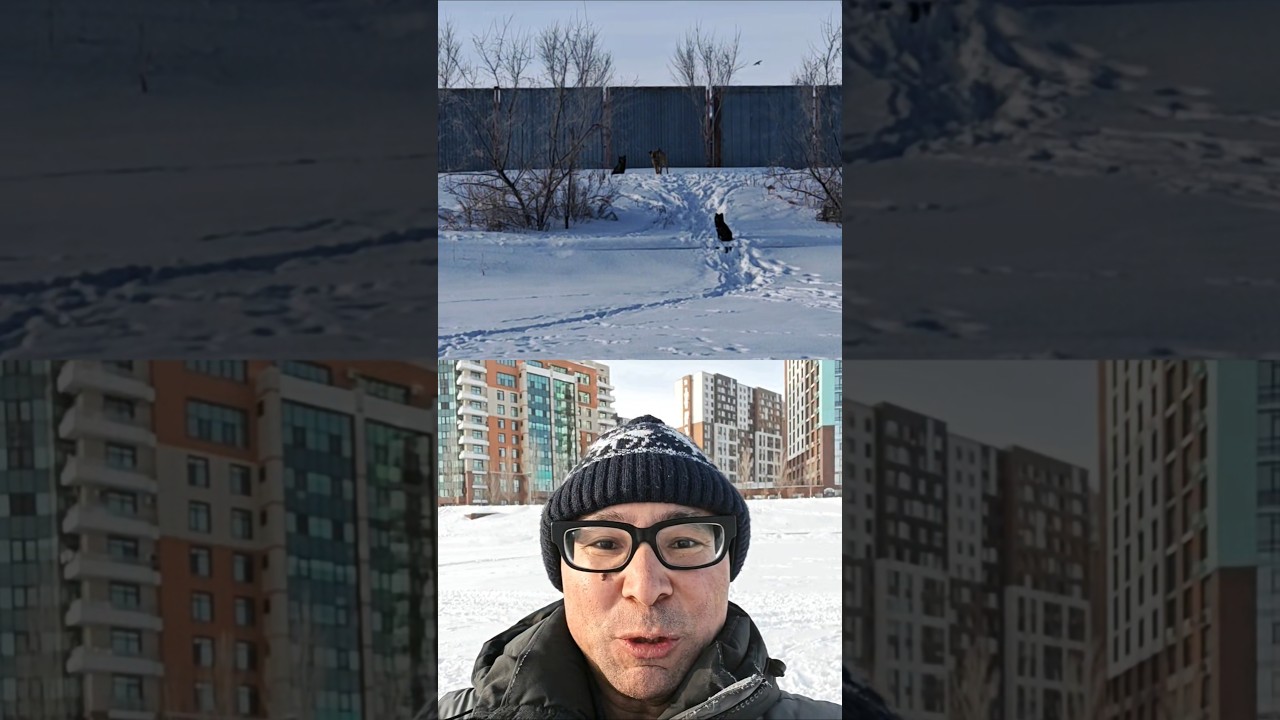 Усыплять или нет бродячих собак ?