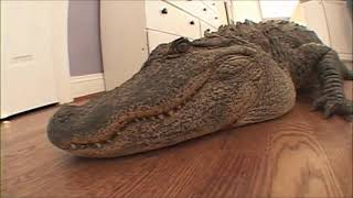Alligator in the House | Jackass Movie
