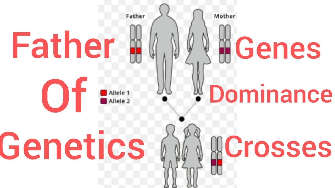 Genetics || Types of dominace || Genes & alleles || Genetic crosses