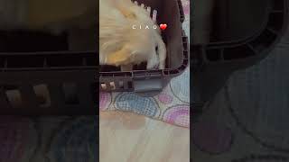 My dog childbirth process must watch if you want to see how dog gives birth #dog #puppy #pup #cute