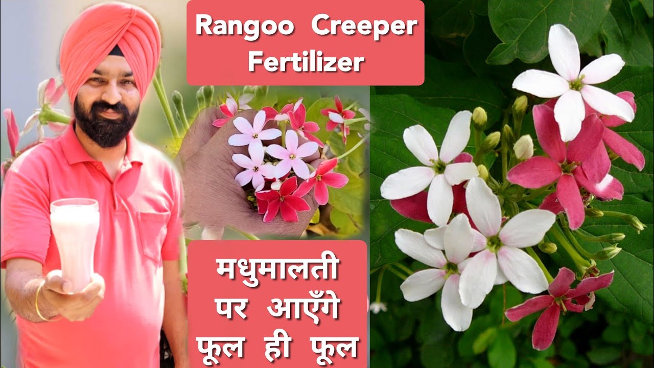 मधुमालती झुमकाबेल में ज्यादा फूलों के लिए एक काम गर्मियों में तुरंत करें, Rangoon creeper fertilizer