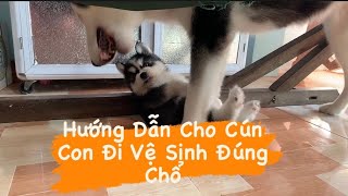 Hướng Dẫn Dạy Cho Chó Con ( Husky) Đi Vệ Sinh- Lựu Về Nhà Bắp Ngày Thứ 4/ Husky dog