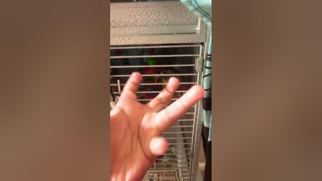 #funny birds - YouTube