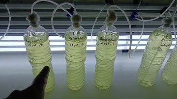 Microalgae-Nephroselmis culture
