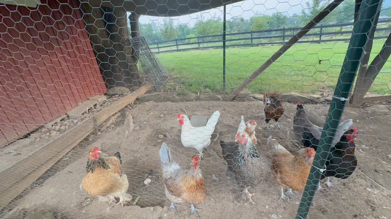 Trying a new product for the chickens   Grub terra coop refresher  Lets see how this works!