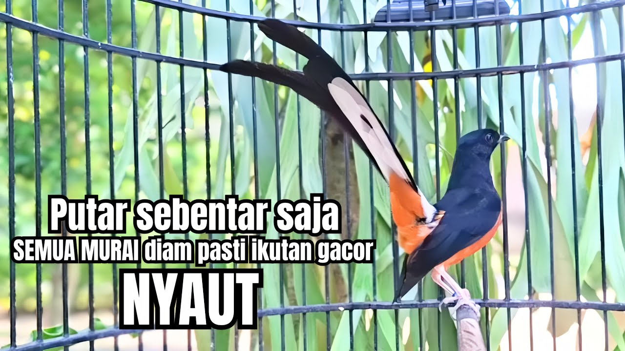 PANCINGAN murai batu GACOR FIGHTER melatih bongkar materi, Jadikan burung cepat bunyi pasti emosi