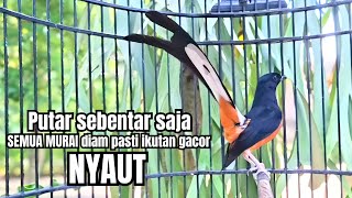 Download lagu PANCINGAN murai batu GACOR FIGHTER melatih bongkar materi, Jadikan burung cepat bunyi pasti emosi