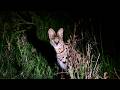 Grumeti Game Reserve Tanzania Serval 1 At Night 2026 Jan 15