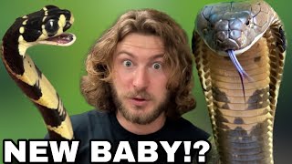 Baby KING COBRA needs Help!