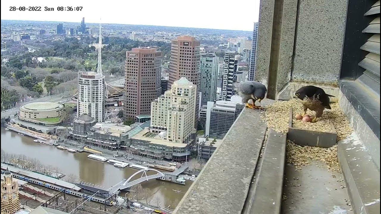 367 collins falcons honey sorry i m late becoz the alarm didnt go
