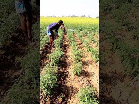 Manual Weeding in Chilli #shorts