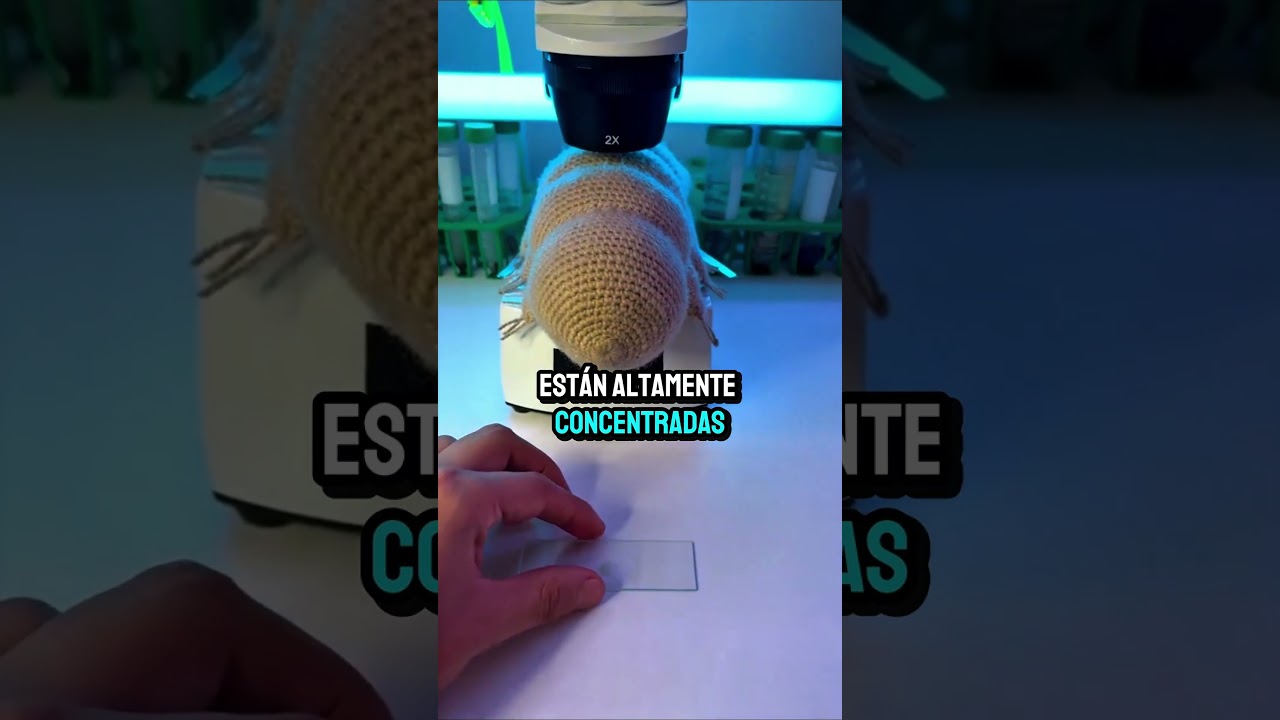 Así se ve la levadura bajo el microscopio 🔬