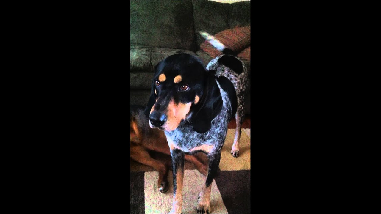 coonhound rottweiler mix