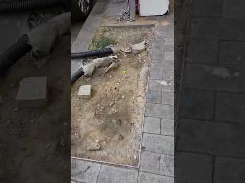 מפגעי רייח ותשתית ברחובות שנקר וסוקולוב בחולון