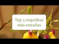 Top 5 | Orquídeas más extrañas