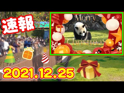 【パンダ速報2021年12月25日】アドベンチャーワールド🎄クリスマス🐼プレゼント🎁