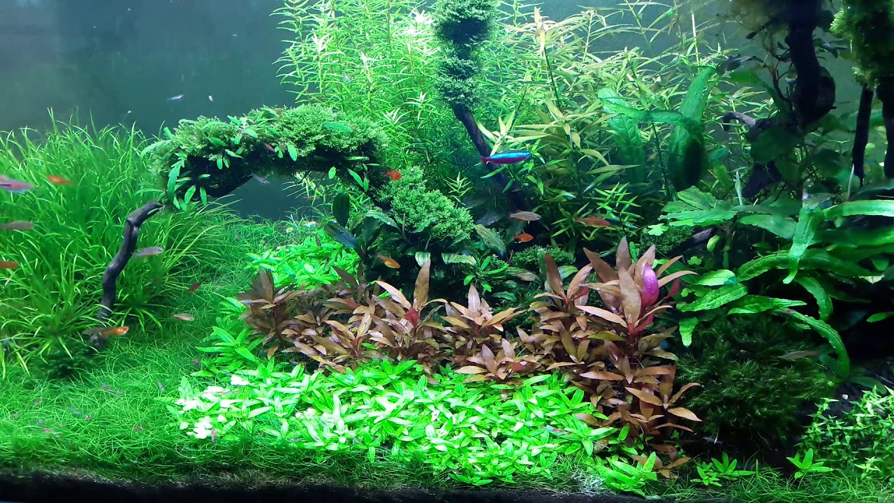 Аквариум 200 литров на Ada Amazonia, 1 год и 5 месяцев