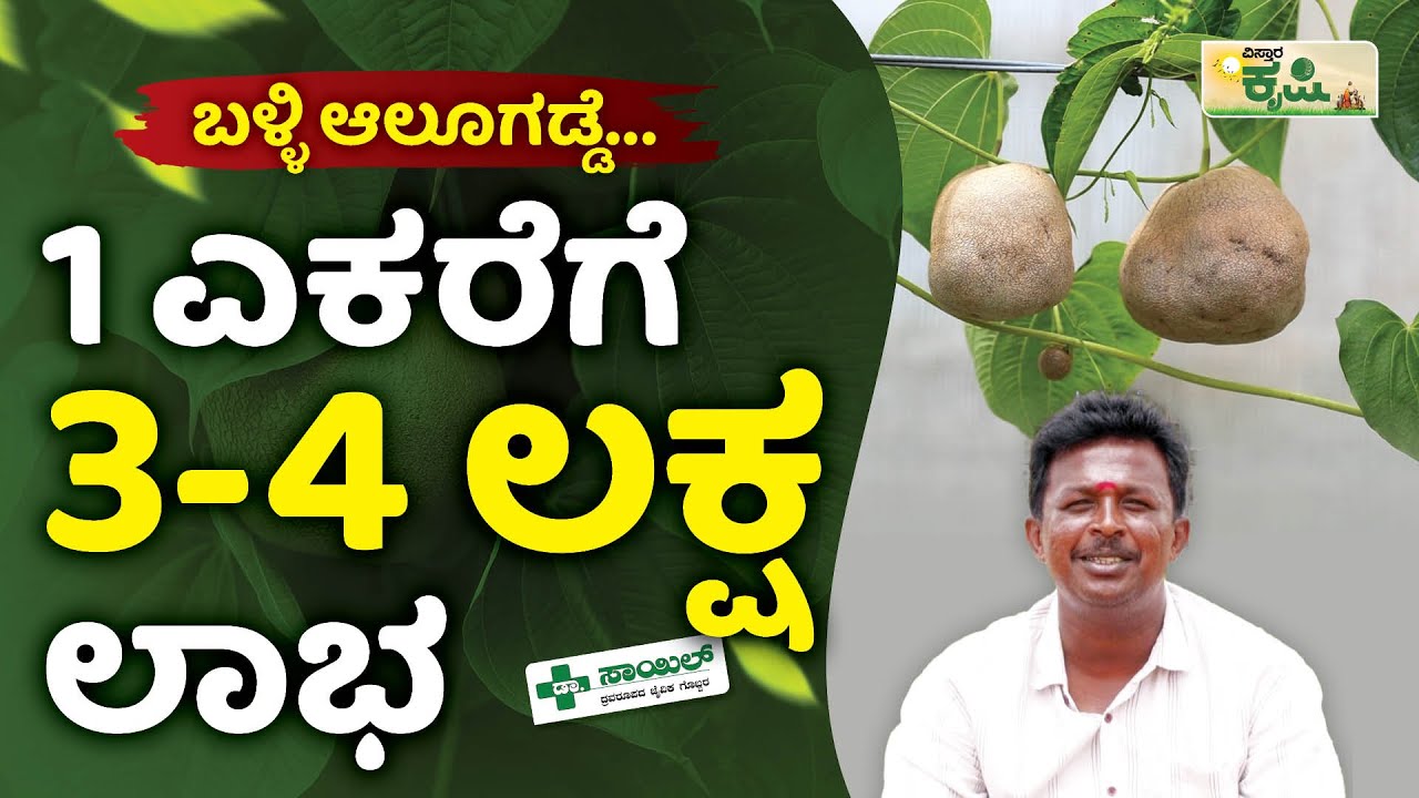 ಬಳ್ಳಿಯಲ್ಲಿ ಆಲೂಗಡ್ಡೆ ಬೆಳೆಯಲು ಎಷ್ಟು ಖರ್ಚು ಗೊತ್ತಾ.? | Balli Alugadde | Air Potato Farming In Kannada