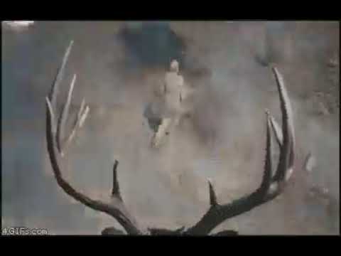 أنا عندما سمكة قرش تركب جمل يأكل سمك السلمون ولا يعطيني فرم ا 