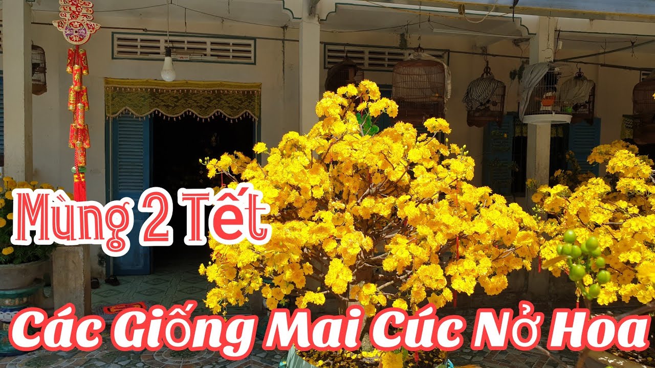Mùng 2 Tết - Các Giống Mai Cúc Nở Hoa