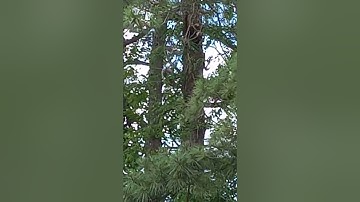 Two squirrels chasing each other up and down the tree so cute 😍.