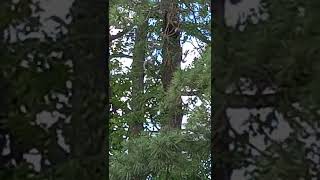 Two squirrels chasing each other up and down the tree so cute 😍.