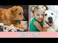 Golden Retriever Pros and Cons - Are They the Right Dogs for you?