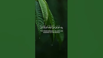 #سورة_الزمر #قرآن #قران_كريم #المصحف #اكسبلور #حالات_واتس #راحة_نفسية