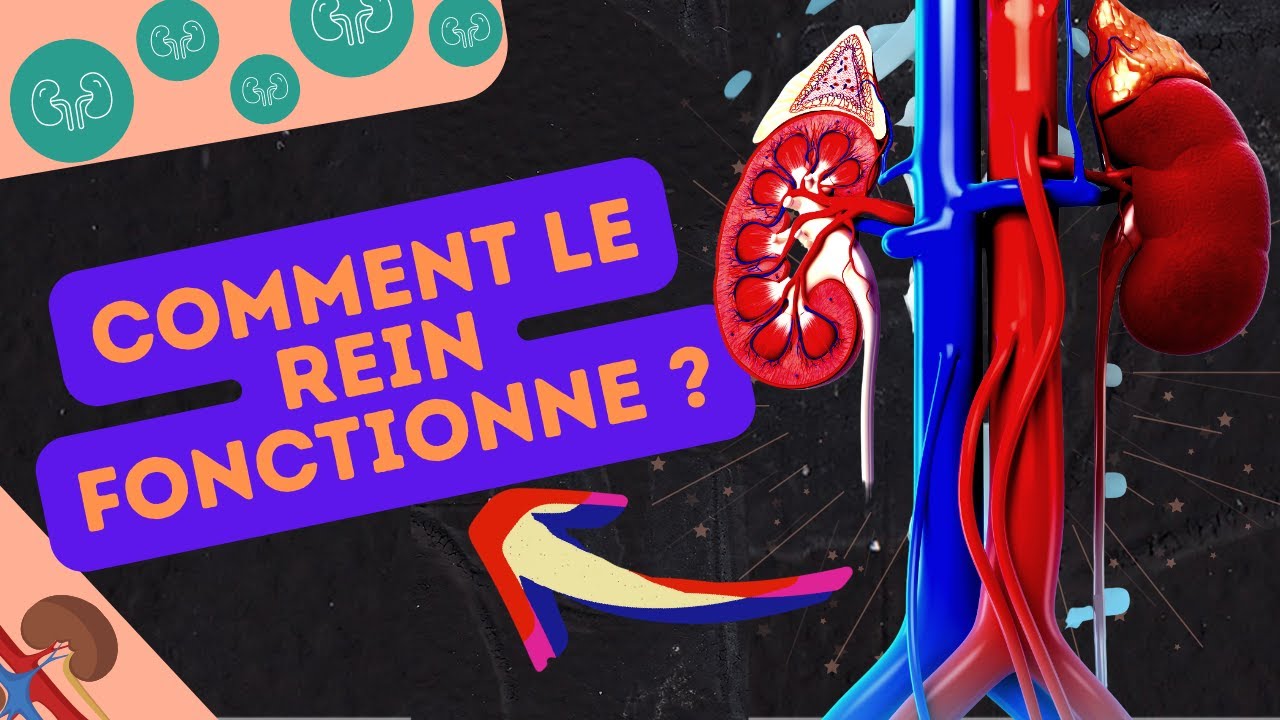 Comment le rein fonctionne ? - YouTube