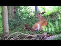 doe having twin fawns