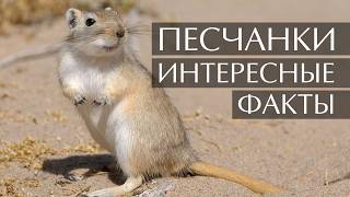 Песчанки - интересные факты