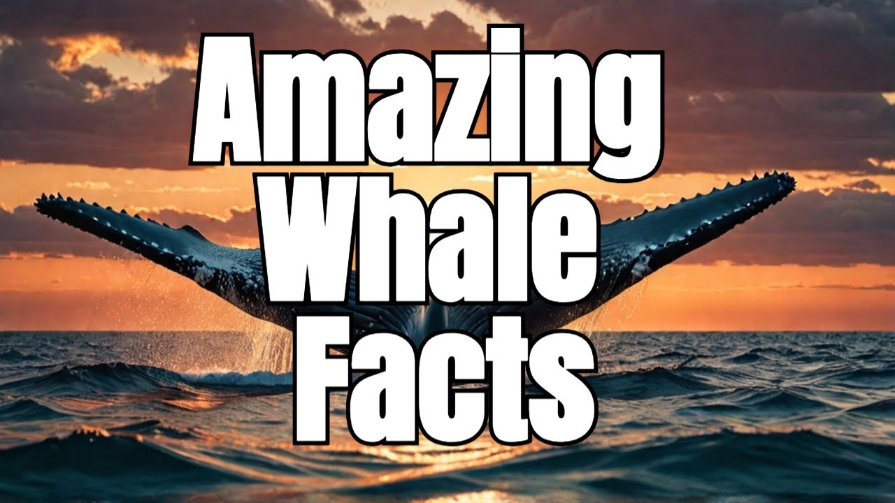 Mind Blowing Facts About Whales That Will Leave You Speechless! YouTube