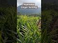 wayanad, #newsong #travel #youtubeshorts #ytshorts #youtube #instagram #fbreels