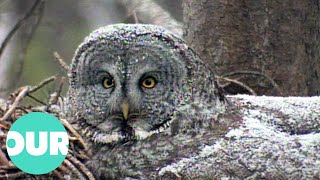 Life Of The Great Grey Owl, The Largest In America | Our World